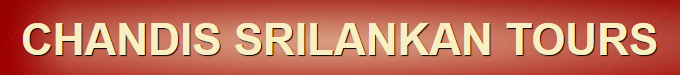 Forum Community